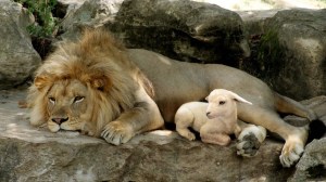 Lion-And-Lamb-Picture-HD-Wallpaper-1024x574